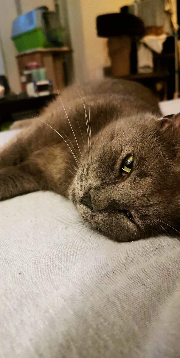 AssociationOwca's tweet photo. Nouch, 3 ans, est toujours à l'adoption ! Adorable, câlin et à jour de tout (identifié vacciné castré) il n'a pas encore fait craquer de future famille. Qui lui donnera sa chance ? ❤️ #chat #association #sauvetage #adoptdontshop #adopter #adoptable https://t.co/vaL3lZOzBd
