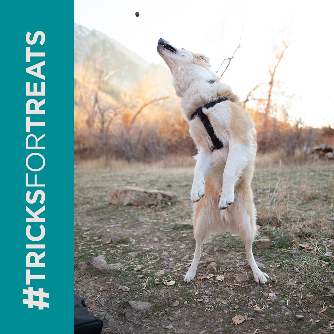 trueleafpet's tweet image. #tricksfortreats Everyday Omega Hemp Seed Chews are a natural way to treat your dog and add nutrient supports to their diet.
