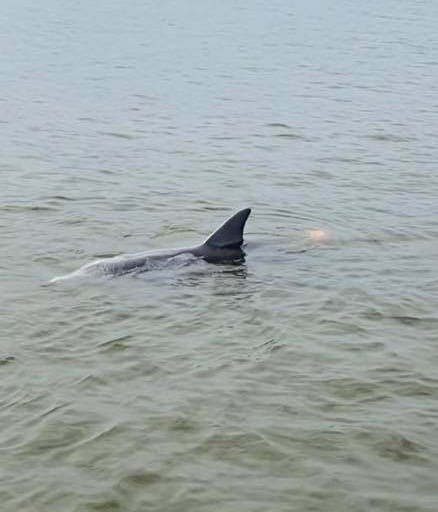 USCGReserve's tweet image. Bravo Zulu to the all reserve boat crew from Station Tybee (MKC Williamsen, BM1 Nedab, ME1 Matchette, ME1 Law, BM3 Provo, and AET3 Carey) who found a dolphin tangled in the line from a crab pot down river from Savannah on Jan 10 and were successfully able to free it, unharmed.