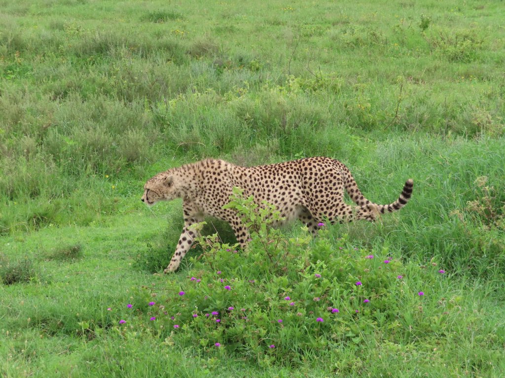 There are 100 cheetahs in all of the Serengeti &amp; we’ve been lucky enough to see FIVE! These guys had super full bellies. Check out that aerodynamic form! A group of 2-4 male cheetahs is called a Collision 😂 <a href="/MBilanchone/">Mischa Bilanchone she/her</a> <a href="/RondaCook1/">Ronda Cook</a> @mrpaparella @KWBGillen <a href="/mikewardian/">michael wardian</a> #kwbpride
