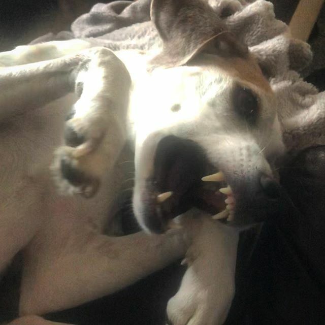 jackjwatts's tweet photo. Should I be worried when Lucy stares at me like this? https://t.co/cYMJTdMGay https://t.co/fJseXM5Dyh