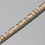 「焼き鳥みたい」電線にびっしり並ぶ雀が壮大過ぎて話題に