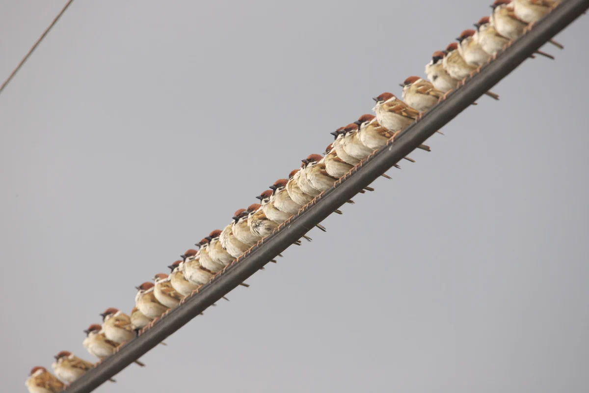 「焼き鳥みたい」電線にびっしり並ぶ雀が壮大過ぎて話題に