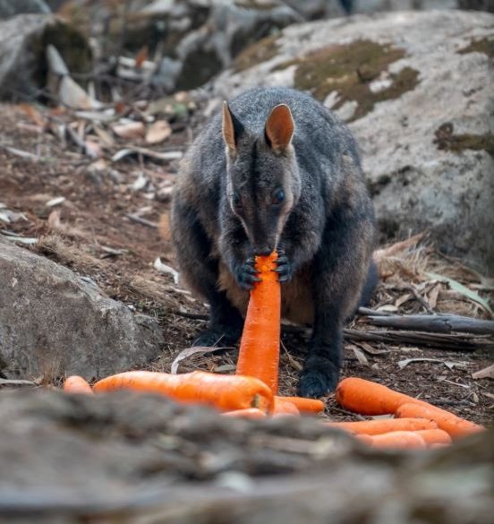 Special delivery of carrots and sweet potatoes today to help our starving wildlife 🇦🇺  #AustraliaFires #AustralianBushfireDisaster #AustraliaBurns