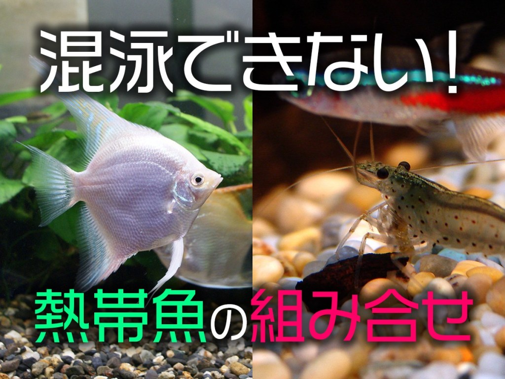 トロピカ 東京アクアガーデン 混泳できない 熱帯魚の組み合わせ６通り 相性が悪い理由とは アクアリウム Aquarium アクアリスト 水槽 熱帯魚 レイアウト Tropicalfish Fish 癒し 水槽のある暮らし アクアガーデン トロピカ 混泳