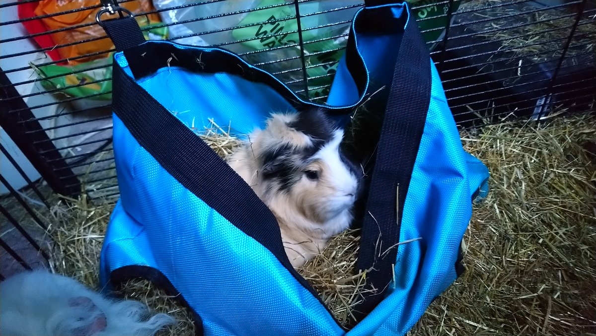 RoChanUsagiHime's tweet photo. Here's Little Biscuit 🍪 looking very comfy after kicking most of the hay out of the hay bag and making herself a nest instead. Her brow game is 👌 today. She's channelling her style icon & Guinea Twitter royalty 👑 @TuftyPiggie #guineapig https://t.co/0vnsKSqepg