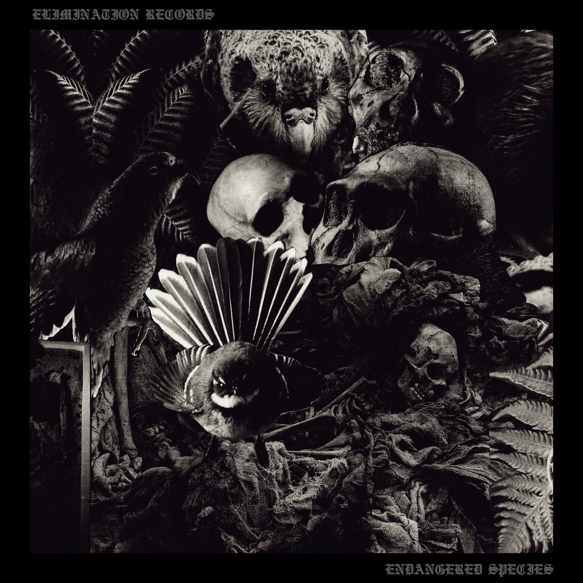 xWATCHMEDIEx's tweet photo. Our new song A Serene Moment of Obscurity’ is out now via @eliminationrecords on all major streaming services
https://t.co/Q0aNLALttw 
a physical copy is available through the elimination records store with all proceeds going to those affected by the Australian bush fires https://t.co/VqtcD3Gj7N