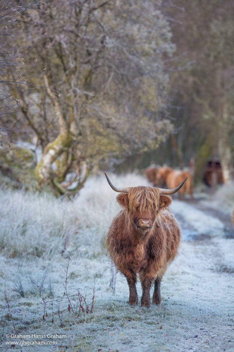 Highland Coo!