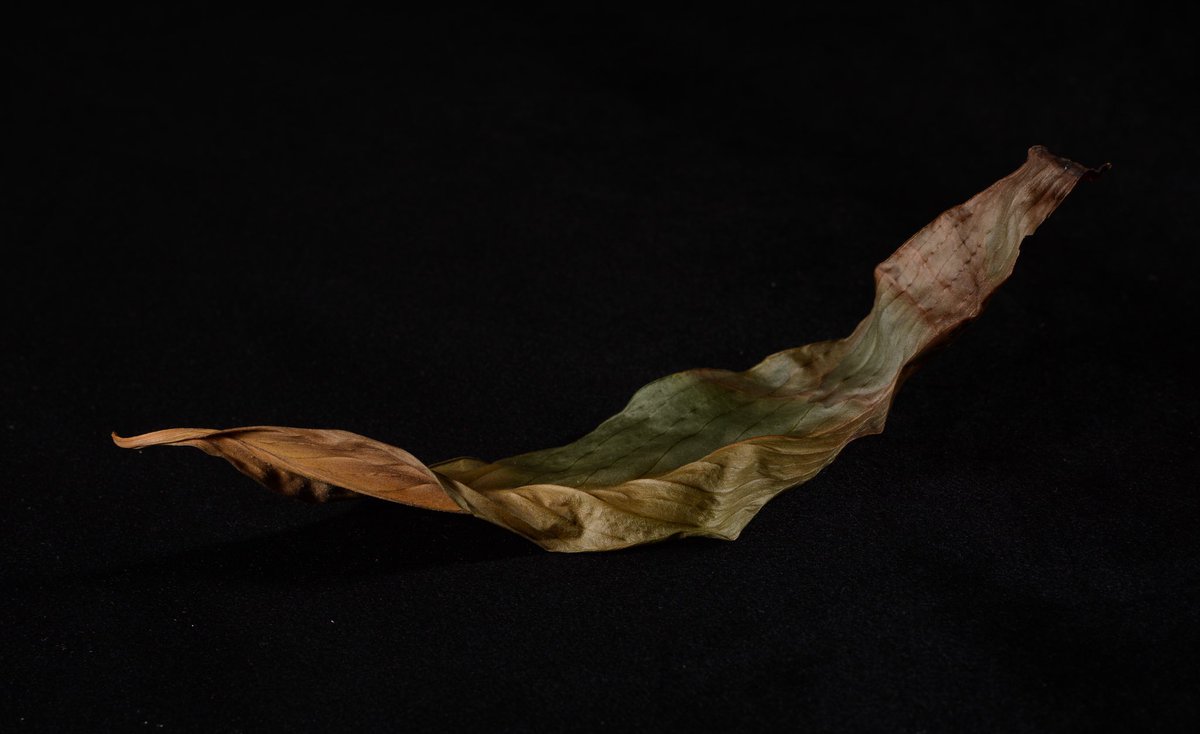 F_UrbanPhoto's tweet photo. From the Tray of Decay - a form of the #thepauseproject - days of #collecting and #collating leaves, plants and twigs - life has evaporated, a dry husk and a crispy edge; the manifestation of virility given and gone. https://t.co/QI2we6cfyH