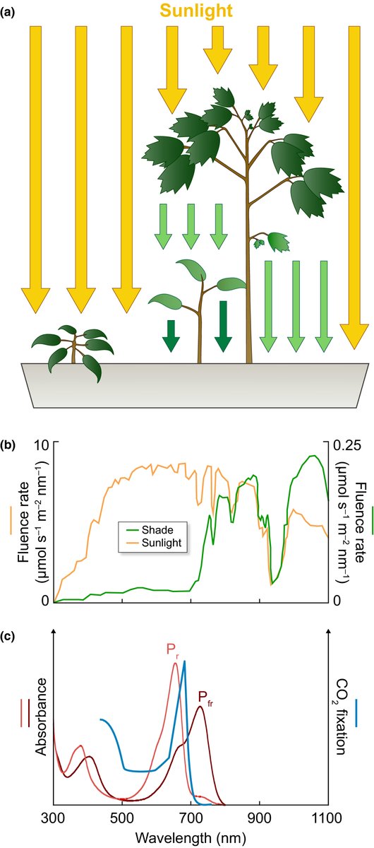 Phytochrome and shade sensing. (a) Plants growing in direct sunlight or under shade from competitors are exposed to different light environments, leading to distinct morphology and pigment development.