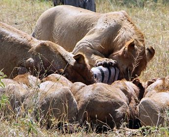 GregAdventures_'s tweet photo. Are you gathering for a Sunday lunch with your family?
#Africa #sundayvibes #Tanzania #Serengeti #lunch #travelmore #bucketlist #wanderlust #bigcats #Lions https://t.co/x51iEA8rlD