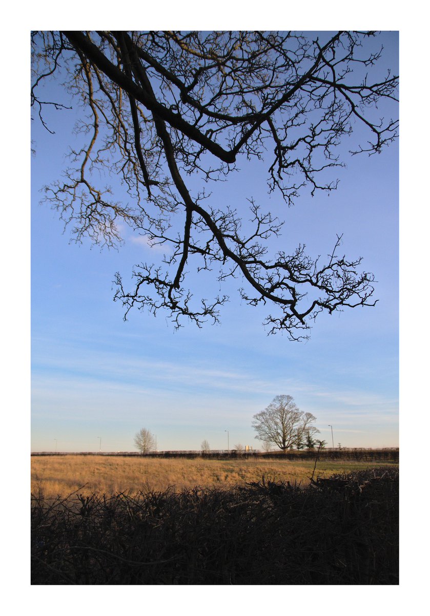 Lower half: golden field. Upper half: a tree's branches are silhouetted against the blue sky