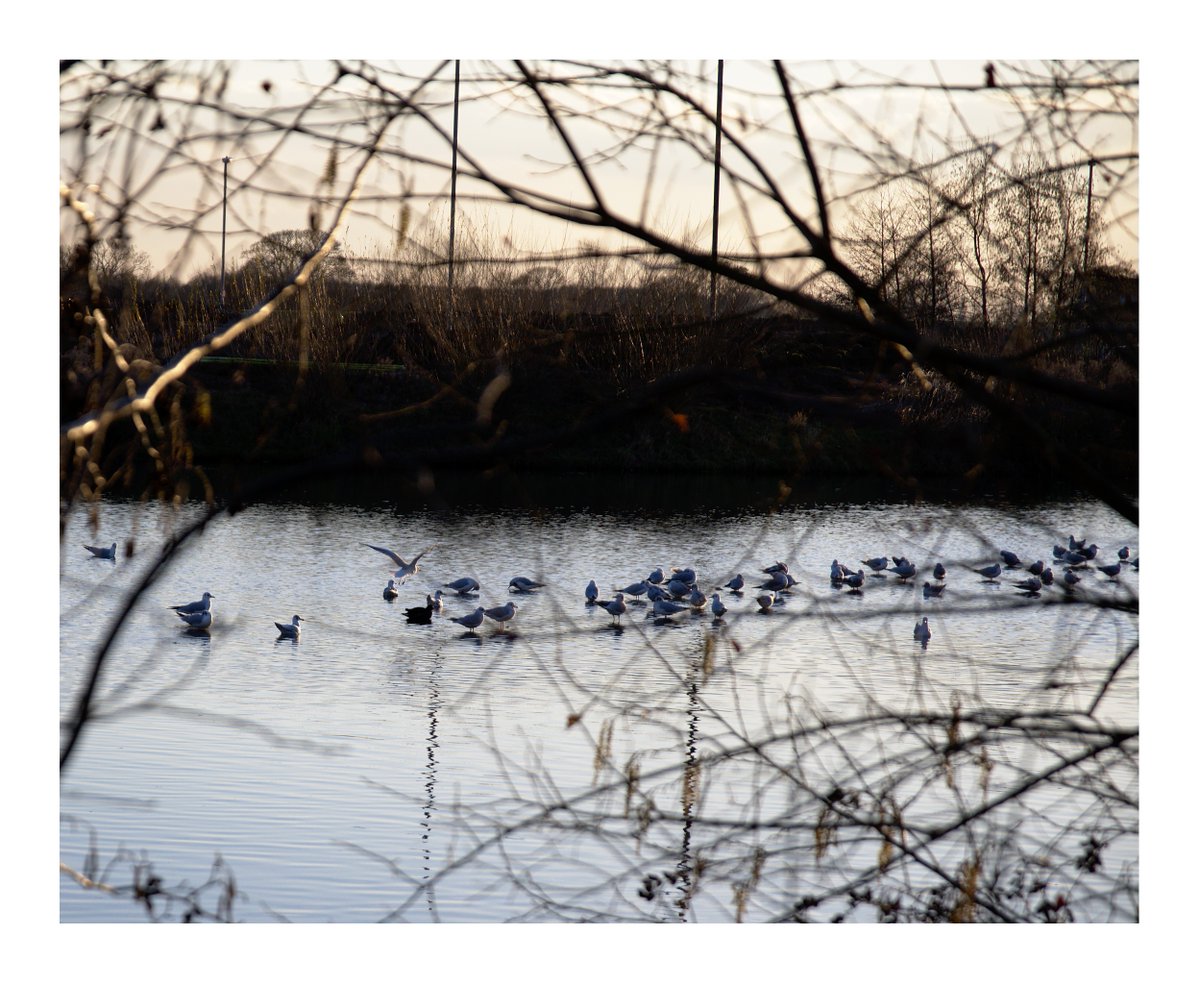 Seagulls on a piece of water, viewed through the thin branches of a bush