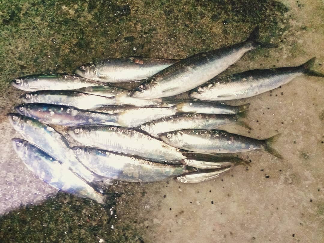 ニシン釣り ニシン釣り