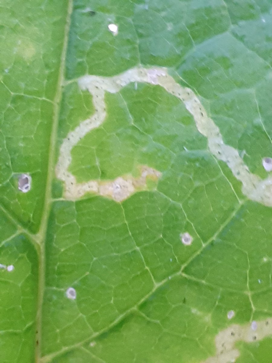baggeridgepark's tweet photo. Leaf mines on hogweed leaves. Think it Looks like its caused by either phytomyza pastinacae or p.spondylli , two types of fly that can only be told apart as adults (and by somebody far more expert than me, that's for sure by the sounds of it 🙂) #leafmine https://t.co/cfNbwnO2X3