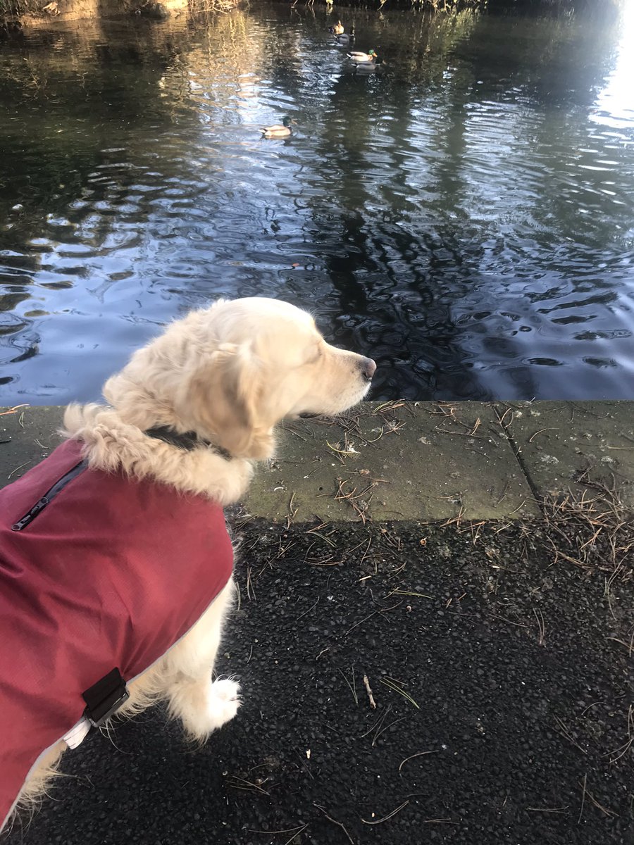 roisintrunk's tweet photo. #parkvibes #onacoldday #duckwatching https://t.co/9t2oB9VKF0