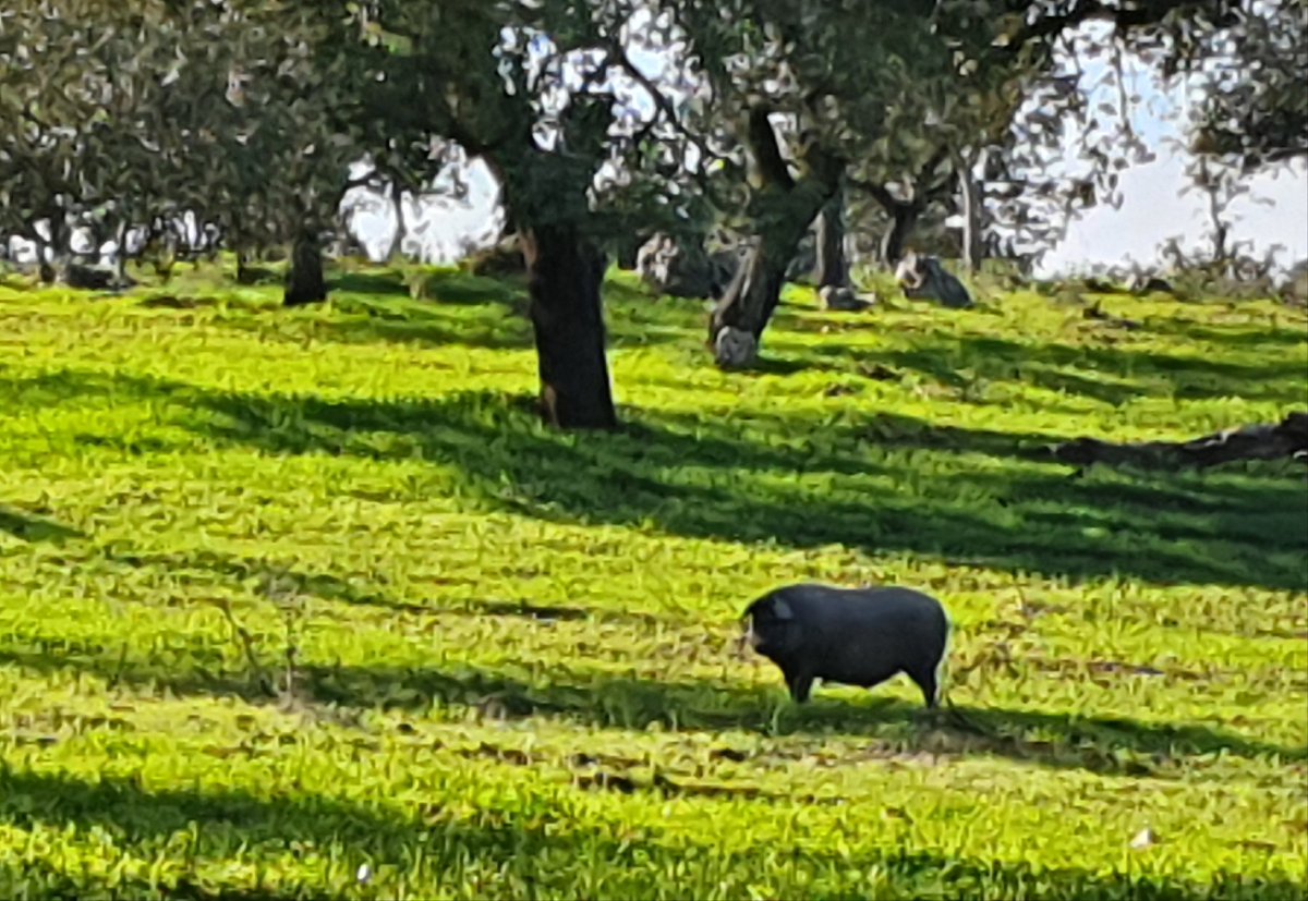 Peso y gordura auguran sepultura (refranero español); 
pues eso...🔪🔪🔪
🥩🥩🥩🍗🍗🍗🍷🍷🍷😋😋😋
#montanera
#ibericosdebellota
#dopjabugo