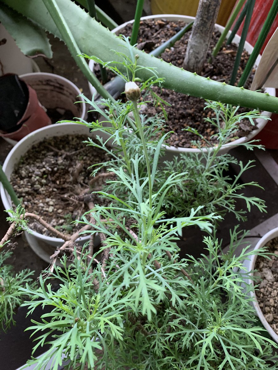 坂本ちゃん 2年前にいただいた鉢植えのマーガレット につぼみが こんな真冬に 調べましたら開花時期って11月から5月前後なんですって 冬 の管理がうまくいけば長い期間花を楽しめるそ な 葉っぱがなんか春菊っぽくない マーガレットの和名は 木春菊