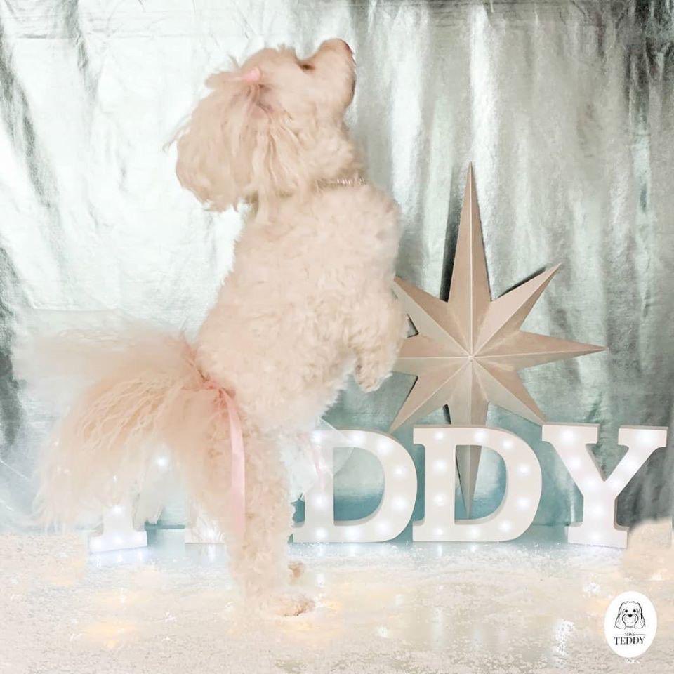 MissTeddyUK's tweet photo. Mummy and I are obsessed with @dancingonice 
And have thoroughly enjoyed practicing our ice skating moves ⛸⛸⛸⛸⛸ Every single contestant is a star in our eyes! 🌟 🌟🌟🌟🌟🌟 Good luck to all the fabulous skaters! https://t.co/OtpQS2zn9G