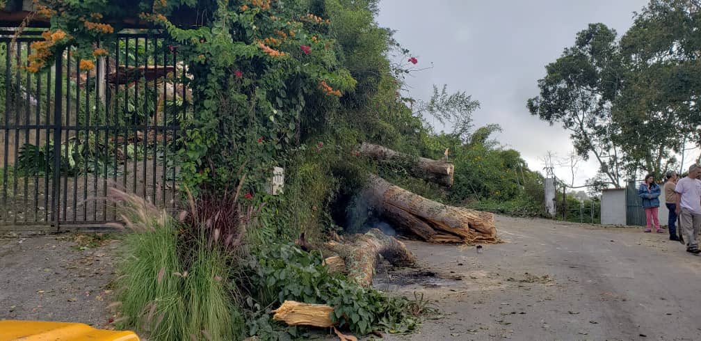 Asoripotovecino's tweet photo. #SinLuz en Oripoto. Tras dos dias de calvario con el serv eléctrico vecinos reportan la caída de un árbol al final de la Av. Tamanaco llevándose cables , postes y obstaculizando la vía . urgente enviar cuadrillas para apoyar a ese gran sector afectado @CORPOELECinfo @eliasayegh https://t.co/j6X87e281y