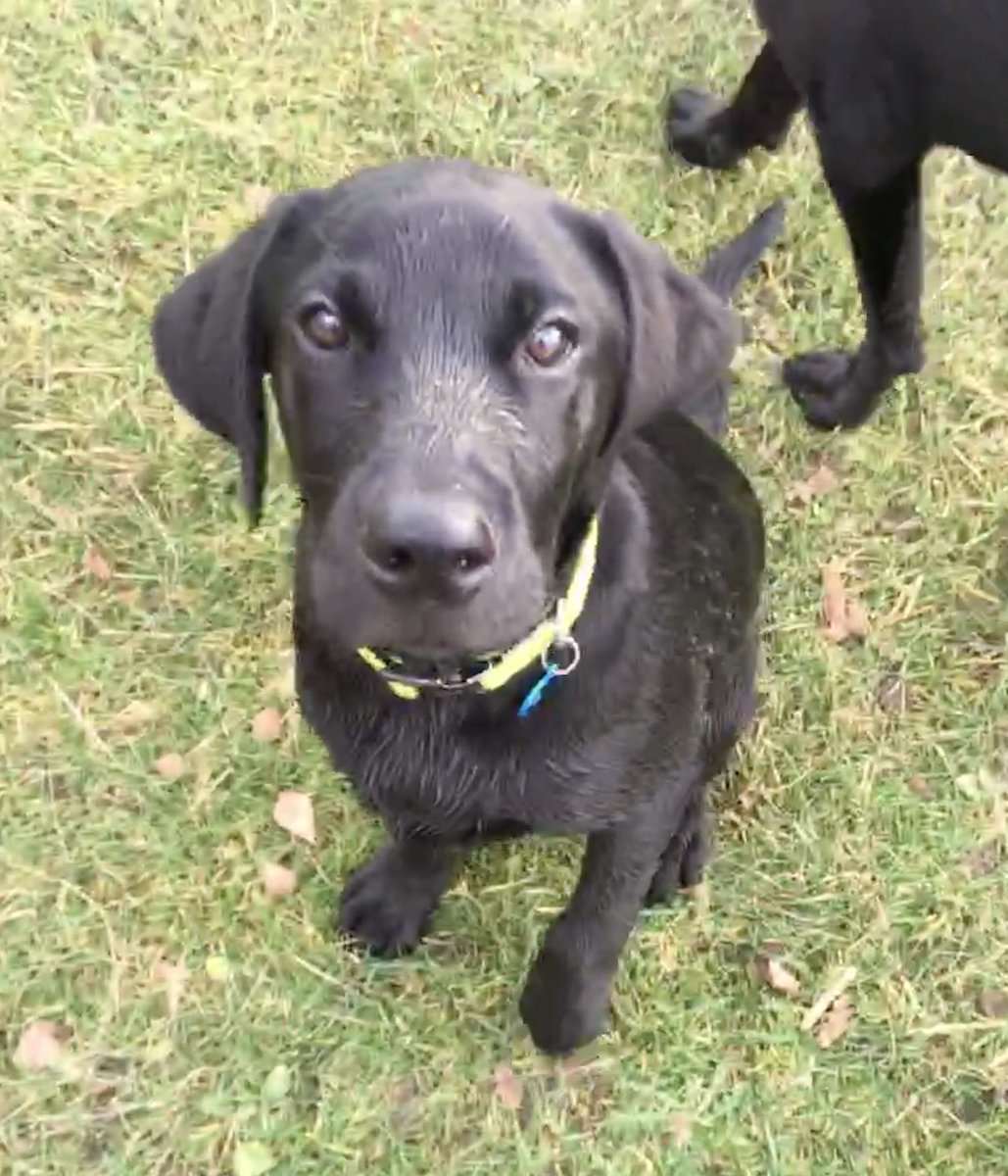 Lolablacklab's tweet photo. Loved our meet up with Otto. He’s getting to like the water just like me. And we had lots of treats. #Labfriends https://t.co/elNX5X9wp2