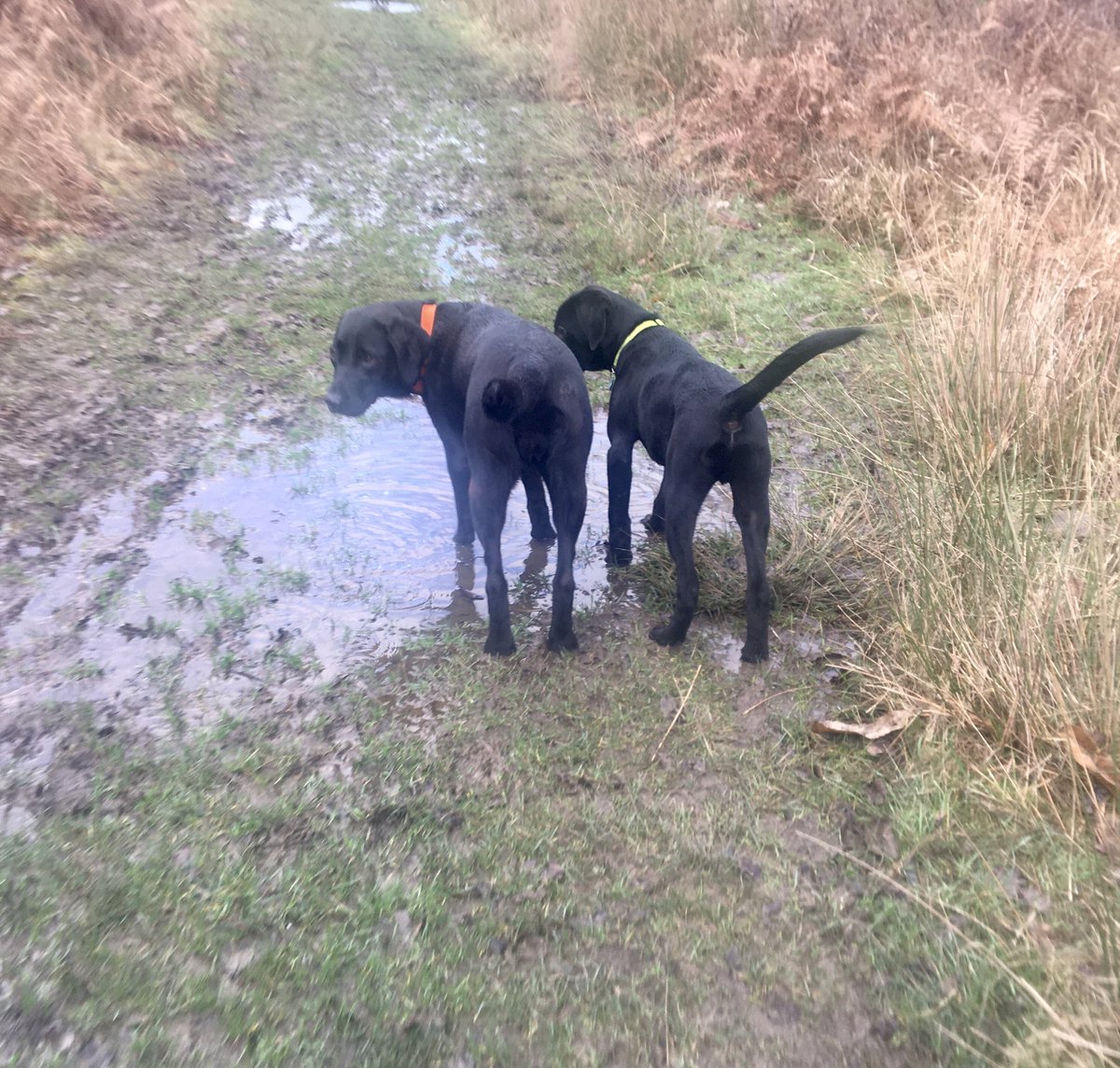 Lolablacklab's tweet photo. Loved our meet up with Otto. He’s getting to like the water just like me. And we had lots of treats. #Labfriends https://t.co/elNX5X9wp2
