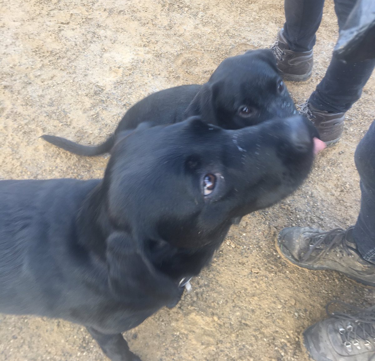 Lolablacklab's tweet photo. Loved our meet up with Otto. He’s getting to like the water just like me. And we had lots of treats. #Labfriends https://t.co/elNX5X9wp2