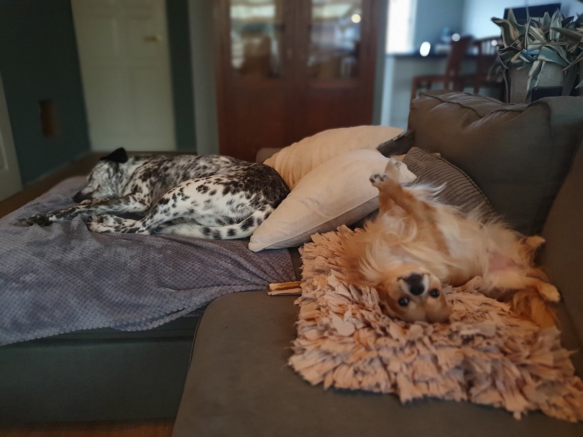 dvvelsen's tweet photo. Lazy Sunday #loveit https://t.co/pbVv5AImqH