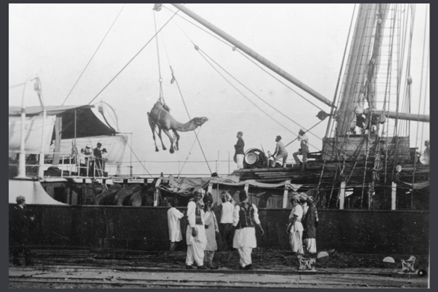 Many such import followed tapping the potentials of Camels and their handlers to explore and develop Australia. “Unloading camels at Port Augusta. One camel is being winched over the side of the ship [...] while a number of Afghans watch on.” C. 1893. https://collections.slsa.sa.gov.au/resource/B+68916