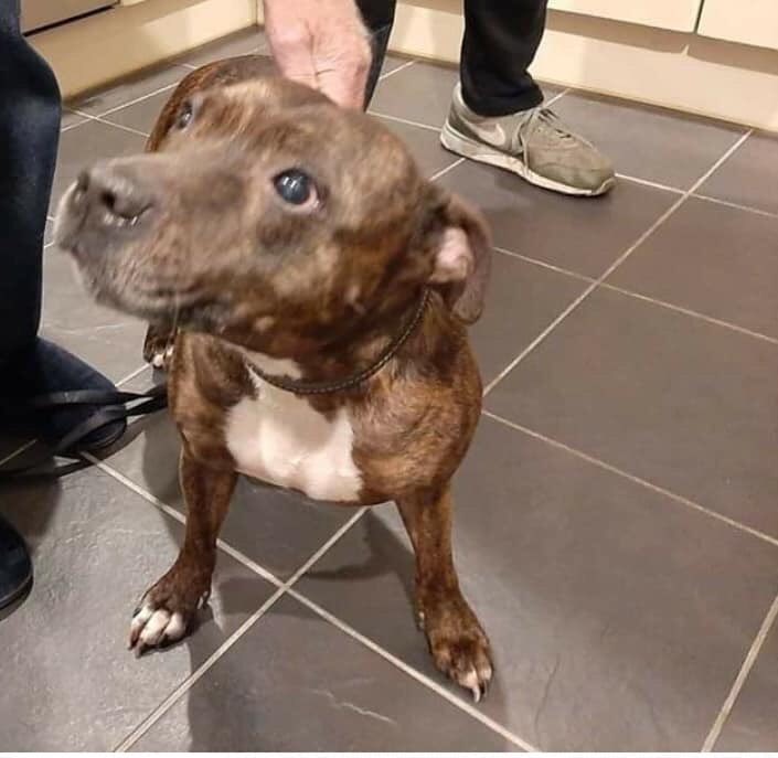 BarkstonAshPost's tweet photo. This little sweetie was found wondering in the Tadcaster/ Stutton Road area in Saturday. Micro chip is out of date, does anyone recognise this dog? @StuttonVillage #stutton #staffie #brown #tadcaster @HazleWood3 https://t.co/b4dIOXDBjH