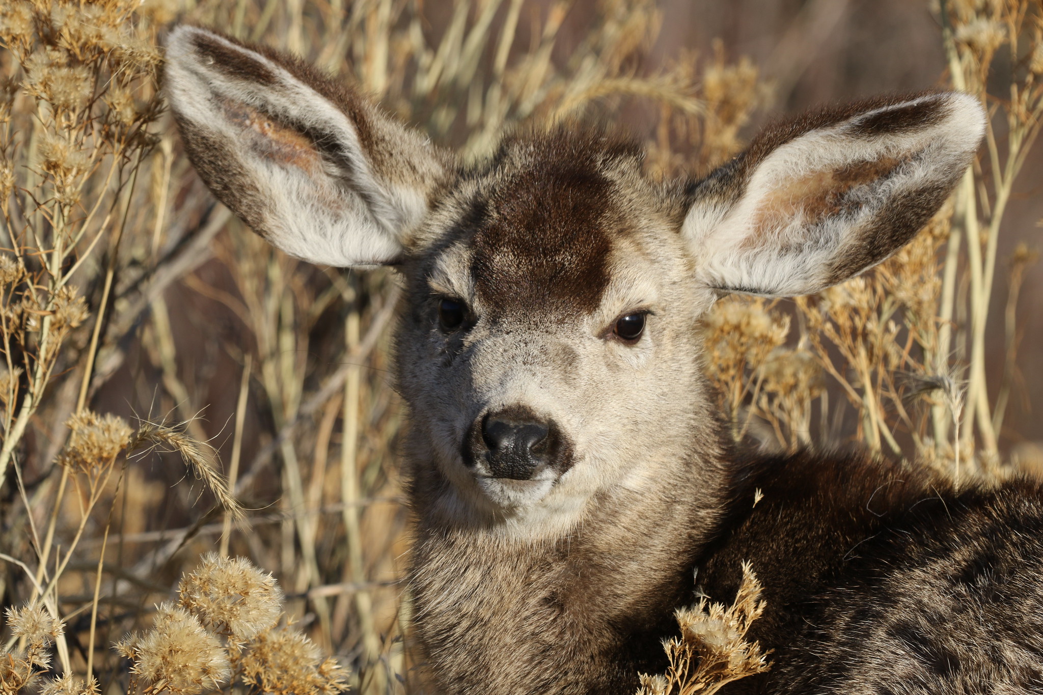 US Fish and Wildlife on Twitter "We think this mule deer is probably a