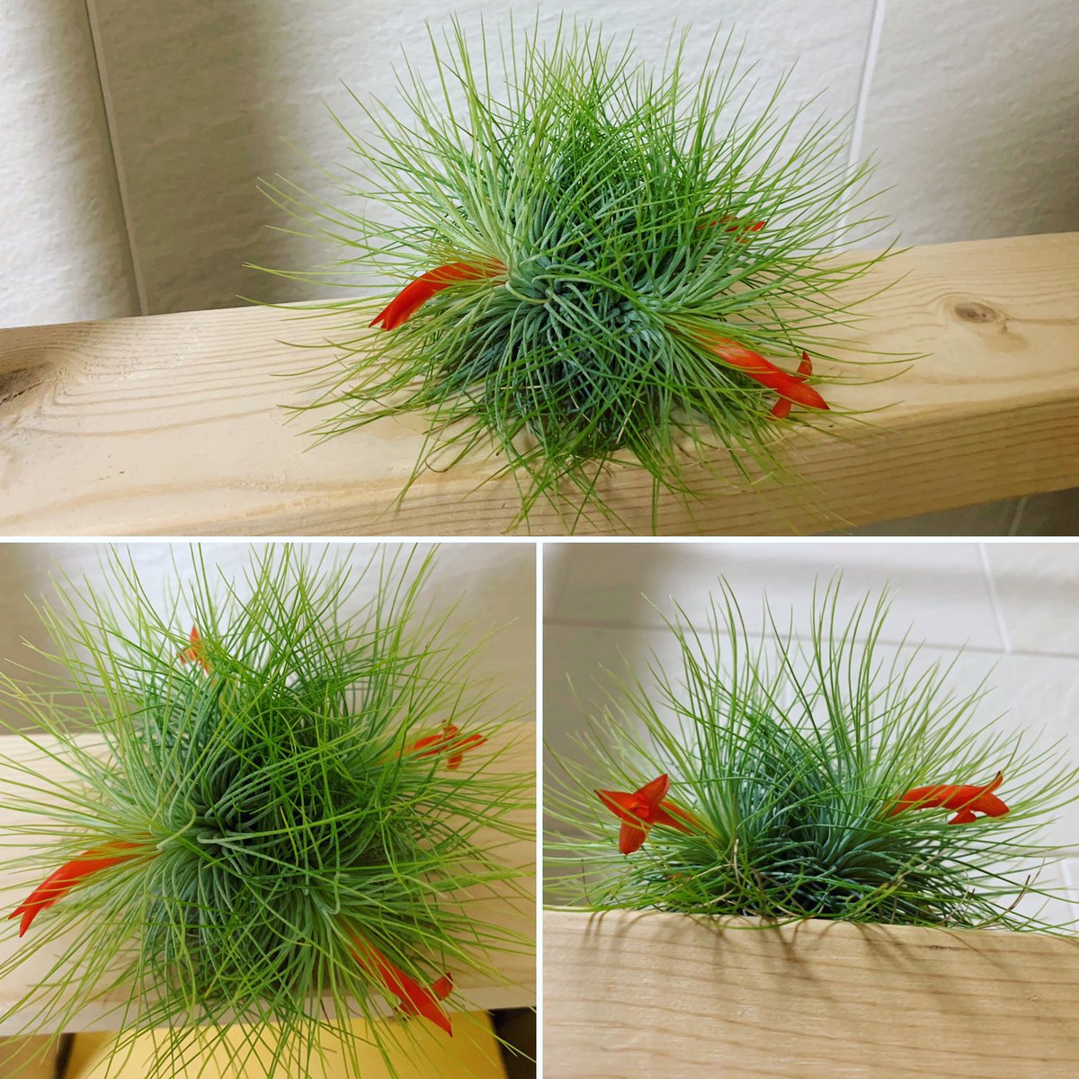 Youichi N در توییتر チランジア アンドレアナ Tillandsia Andreana アンドレアナのクランプが開花 同時に咲いてくれて嬉しいけど いろんな方向向いているので 意外と地味な感じ Tillandsia Airplants Airplant チランジア エアープランツ エアプランツ Youichi N در توییتر チランジア アンドレアナ Tillandsia Andreana アンドレアナのクランプが開花 同時に咲いてくれて嬉しいけど いろんな方向向いているので 意外と地味な感じ Tillandsia Airplants Airplant チランジア エアープランツ エアプランツ