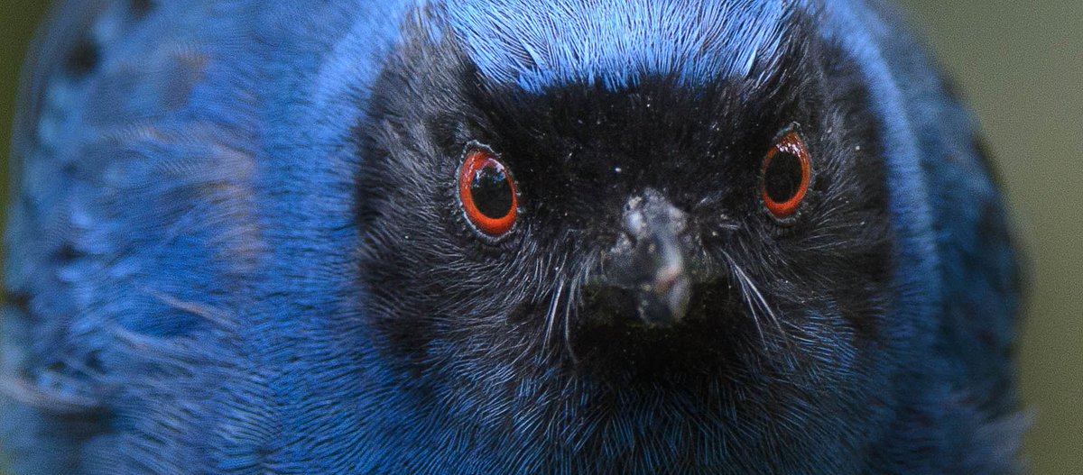 Tangaras ——> Colores 
Feliz día.