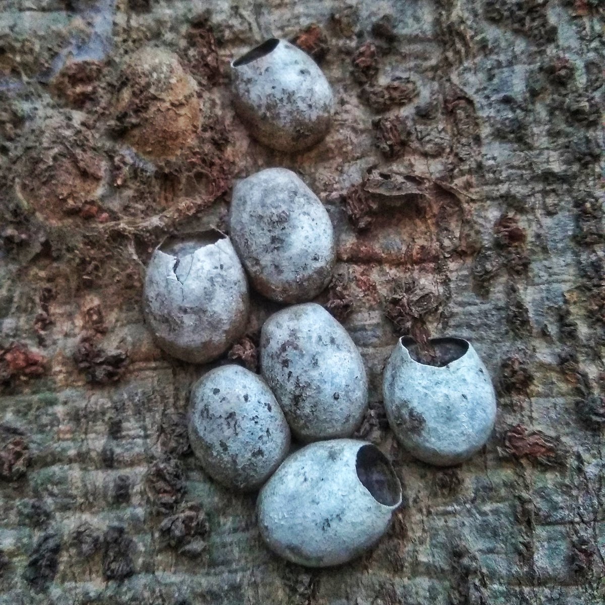 Edurafi's tweet photo. 1/n Sunday-exploration-thread: I noticed small shell like structures👇 on trunk many trees in @TISSpeak Mumbai campus. All d trees were Sterculia foetida (जंगली बादाम). Asked @TeamFoldscope community, looked up on d web. But no clue abt who made it. #scicomm #sciencetwitter https://t.co/sCn1xljSN8
