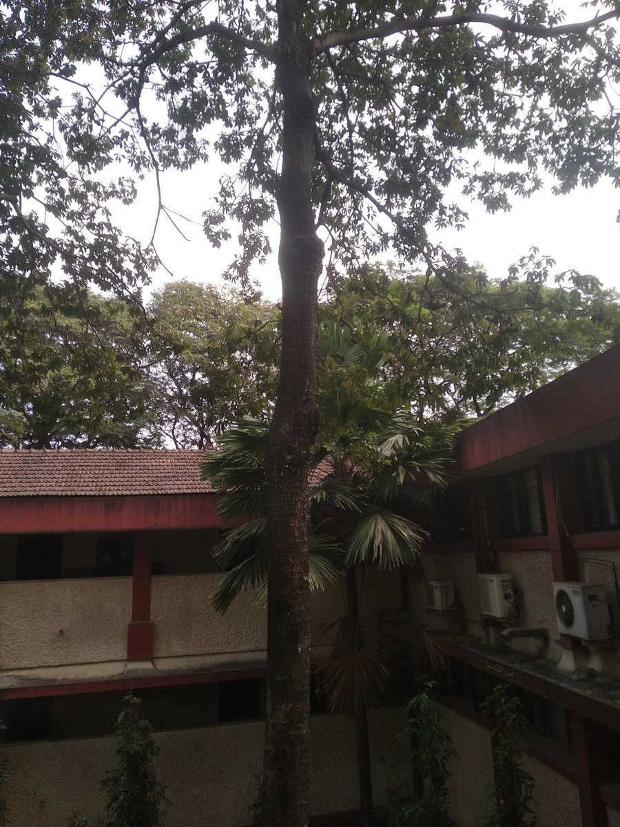 Edurafi's tweet photo. 2/n These shell like structures were all over d tree trunk. From bottom to top 👇. @PrakashLab suggested that I should find an intact shell n break open to see what is inside. If not possible take piece of shell n observe under d Foldscope. #scicomm #sciencetwitter https://t.co/kMwMlPL2Er