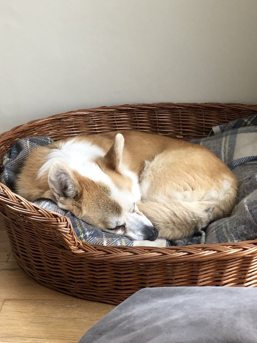 CorgiDyllan's tweet image. New Year resolution..... More snoozing!