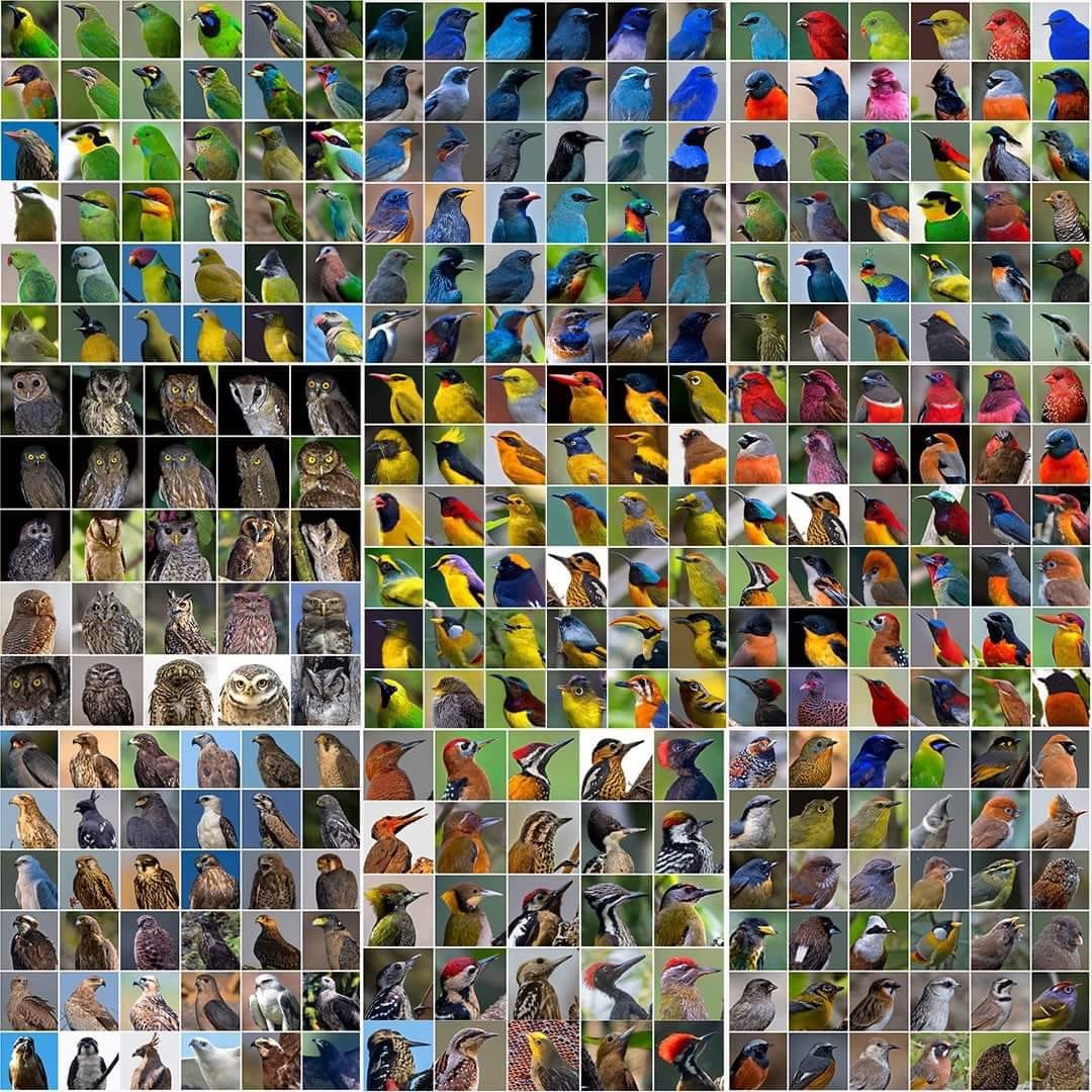 KamleshMirkale's tweet photo. Colours of indian birds #natgeowild #natgeo #bbc_earth #best_birds_of_world #bestshots #featured_wildlife #elite_birds #exclusive_wildlife
#birdsextreme #discovery #sanctuaryasia #birds_adored #wildvoyages #global4nature
#bestbirdshots #earthcapture #natureinfocus #indianbirds https://t.co/5hE4tZreuy