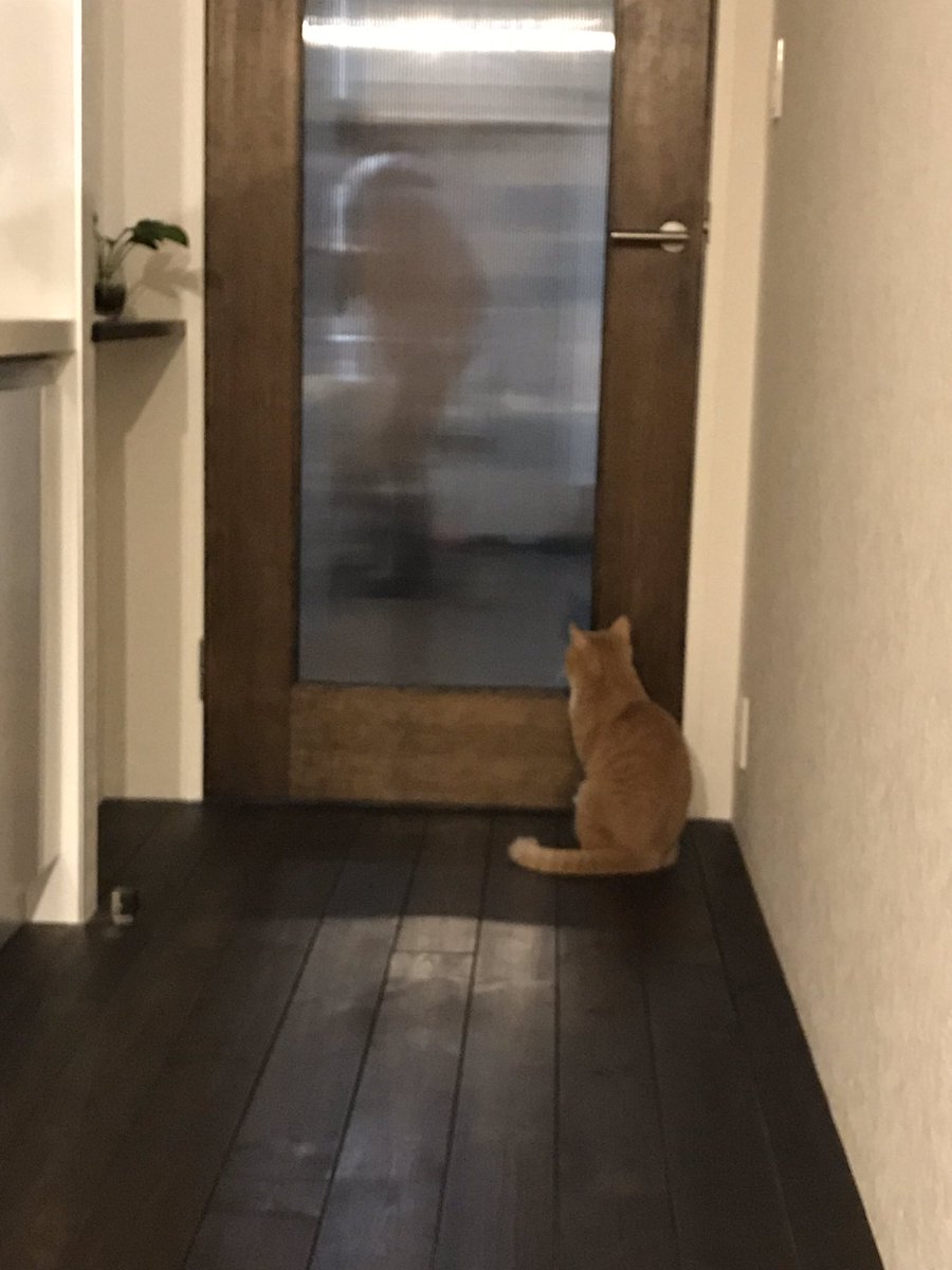 りんとろんも、ちゃむじも、つくねも、もう親戚の子みたいな感じだなあ。友達の子供に対する気持ちに近い
会った事ないけど写真でいつもお見かけする子も、やっぱり一方的に親しみを感じまくっています… 