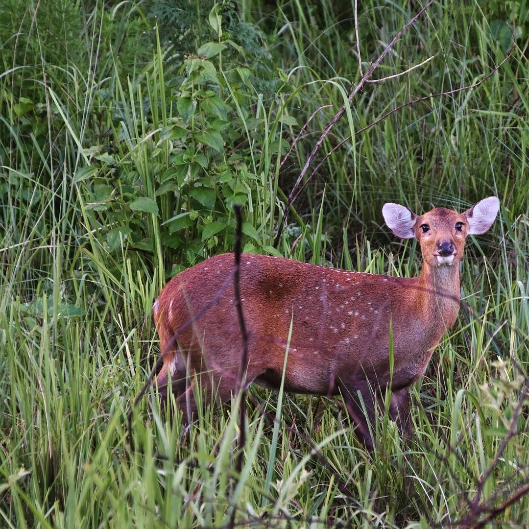 Common Name: Hog Deer
Scientific Name: Axis porcinus
Nepali Name: Laguna / Paade (लगुना / पाडे )
Hog deer are found in lowlands ranging from 75m to 300m above sea level and are seen around tall lowland grasslands. Their habitat is mainly in mix forest with the adjoining grassland