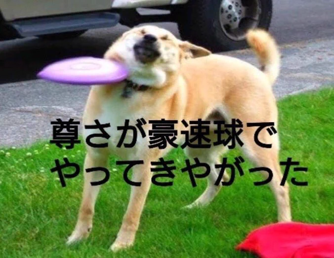 @_KEN_ZEN_ うわぁぁぁあああ！可愛いぃぃぃいいい！ 