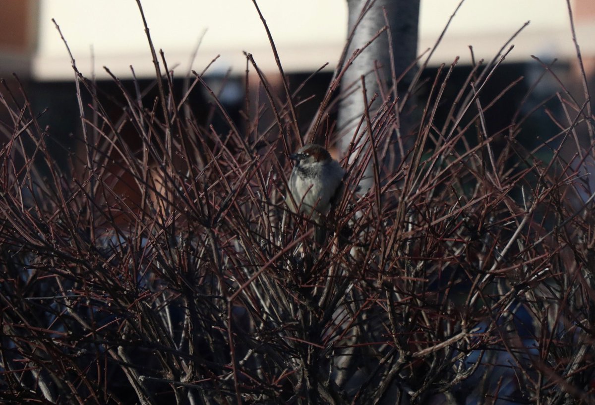 ClosetMrm's tweet photo. #untited #scenery #sceneryphotography #image #photo #photooftheday #streetphotography #photographylife #photographylovers #rawimage #Lynhurst #NewJersey #birds #birdphotography #canon #canonphotography #2k20 photographed by Mr.M/ MrmPhotography Closet https://t.co/9qywKHBAVX
