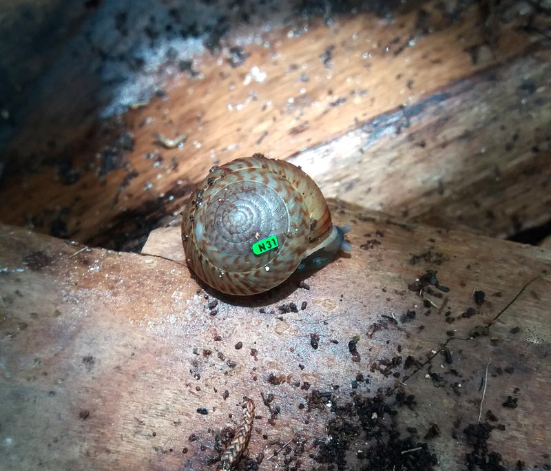 discoverbermuda's tweet photo. Bermuda Land Snails Named "Success Story" - Bernews https://t.co/0hx0AoC8zo https://t.co/v2cvwitIAc