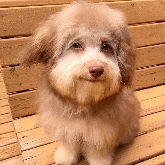 ¡Buenas tardes fiferos!

¿Preparados para coger el FIFA una noche más?

Os dejamos por aquí el perro con la expresión facial posiblemente más humana que hayáis podido ver. 

Esa cara de trolleador nato es adorable, no digáis que no.