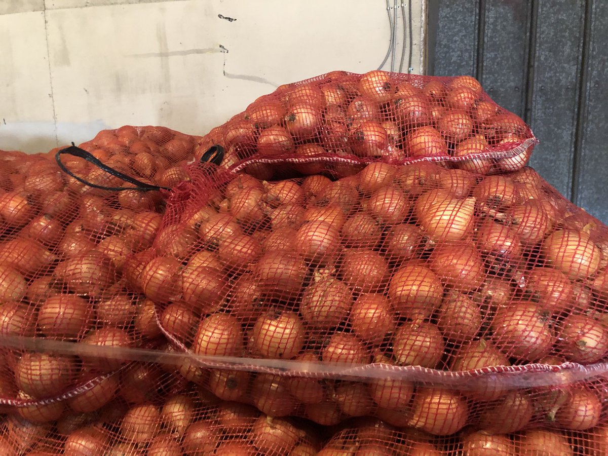 ChrisPawelski's tweet photo. That’s the 1 3/4 to 2 1/4 inch onions bagged. It turned out I had exactly a tractor trailer load, 900 50lb bags. I hope to get $.07lb. It’s sad and shouldn’t be. #onions #Januarywarmth #toowarm #Temperature https://t.co/8lxpJ7rplE