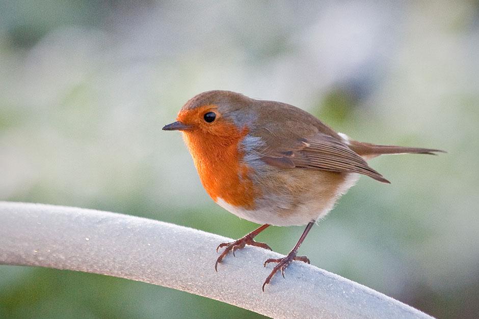Take an early-morning walk around <a href="/RHSWisley/">RHS Garden Wisley</a> on 26 Jan with the North West Surrey RSPB &amp; discover the different variety of birds residing in the garden in support of the Big Garden Birdwatch. It will include info &amp; identification points of the birds seen.
rhs.org.uk/gardens/wisley…