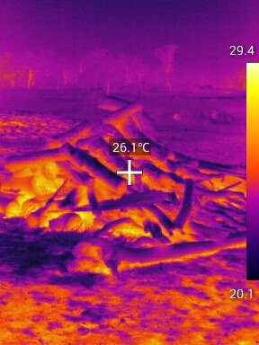 Trees and #woodpiles hold a lot of heat after the sun goes down, allowing #lizards, #snakes, and other ectotherms to thermoregulate even at night. #ThermalCamera #PredatorVision

Check out our recent paper - tinyurl.com/u5q33lm