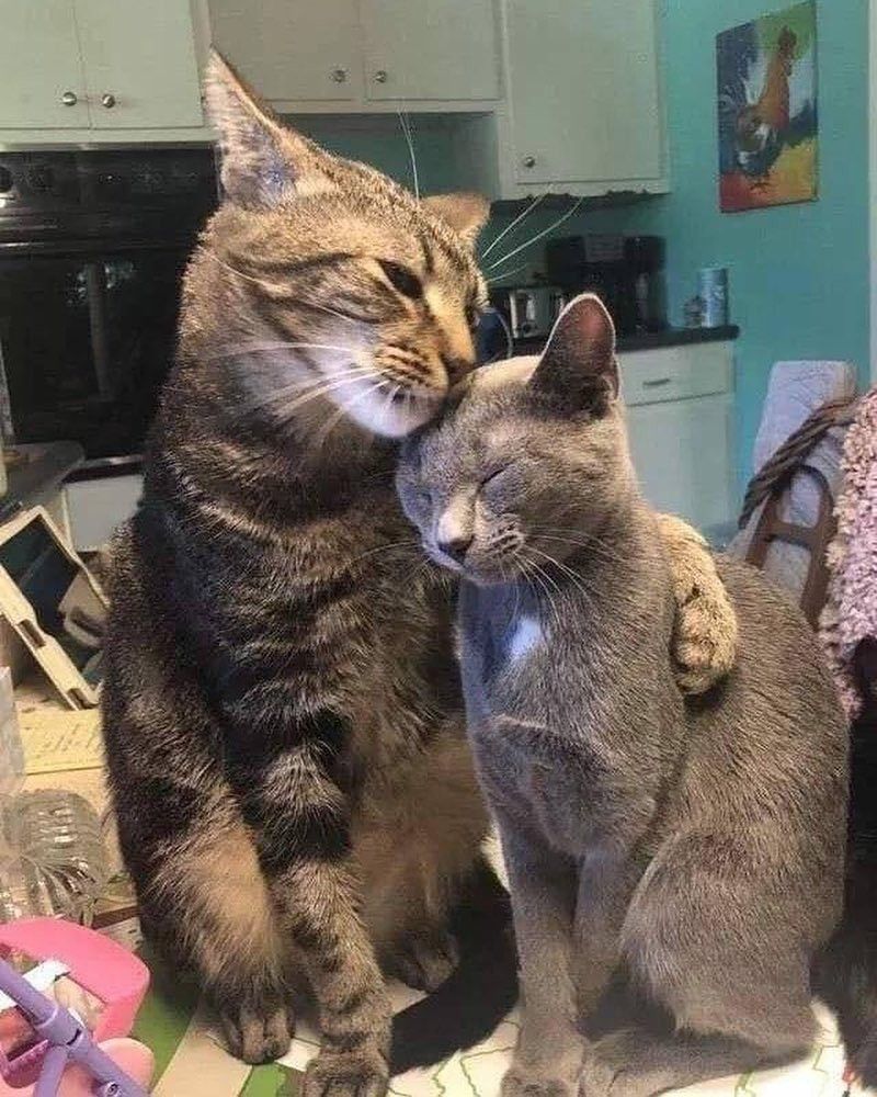 BuckheadPetPals's tweet photo. Sometimes all you need is a hug 😸💕 https://t.co/h88ieHLXoK