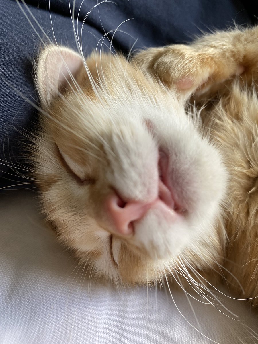frrlou's tweet photo. Tiny tongue, tiny teefs https://t.co/QDyaSLLvS2