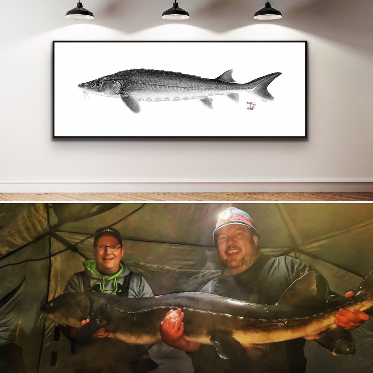 FishPrintShop's tweet photo. 6.5 foot, ~120lbs, Lake Sturgeon.  Artist Joseph Tomelleri.  Caught and Released by Darren Troseth of 3 Rivers Fishing Adventures back into the St. Croix River.   9’x3.5’ illustration on white canvas. https://t.co/OYyxm58aja