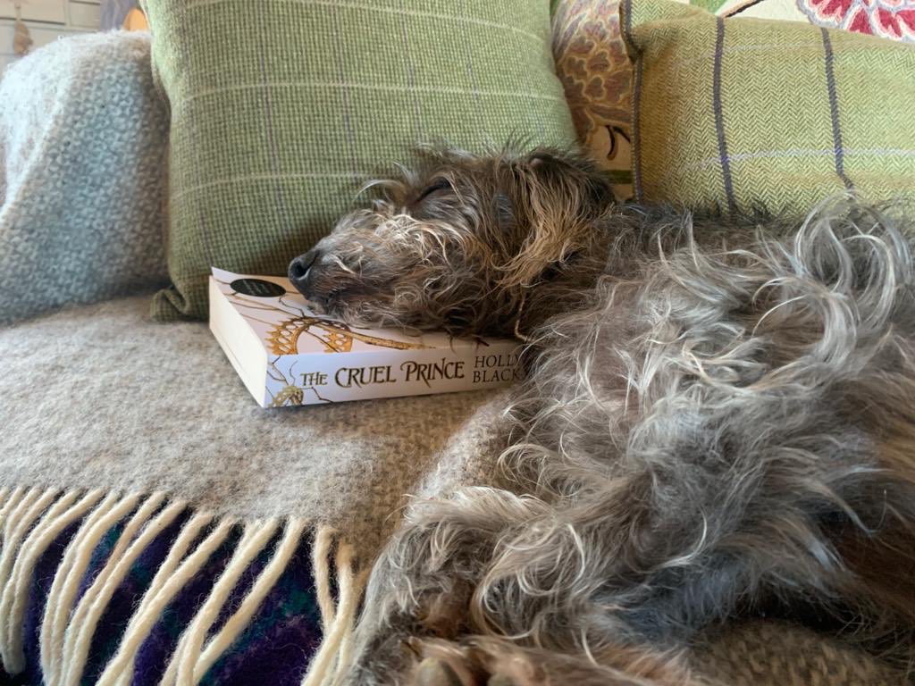 cargenhounds's tweet photo. Billie has enjoyed your book @hollyblack https://t.co/XuGlFsnyKU